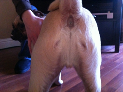 dog-butt-jesus